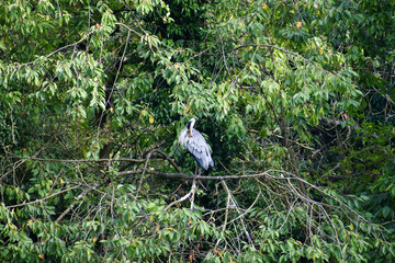 Grooming Grey heron on a branch in the park, Coombe Abbey, Coventry, England, UK