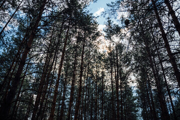 Fototapeta premium Pine forest in a sunny day. Pine high trees. Close to nature, mental healing with fresh air. Digital detox, unplugged on nature. 