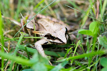 Macro of Moor Frog (Rana Arvalis) in a grass
