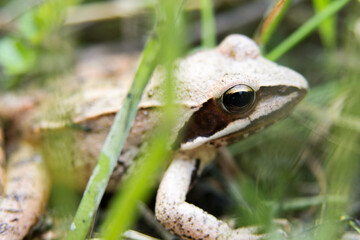 Moor Frog (Rana Arvalis) in a grass, macro of head
