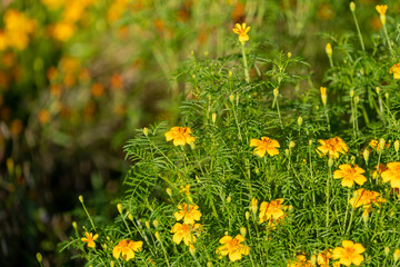 Background of marigolds flowers close-up