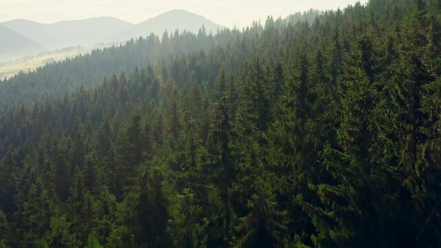 Forest aerial view trees wildfire sun smoke fog pine wood