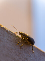 Weevil, beetle