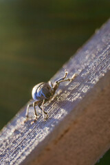 Weevil, beetle