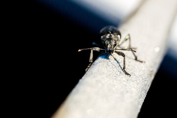 macro of a fly