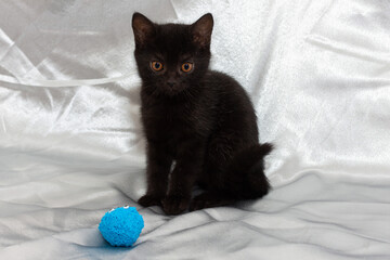 black bombay kitten cat with ball. High quality photo © Nikita