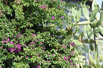 Fiori liguri