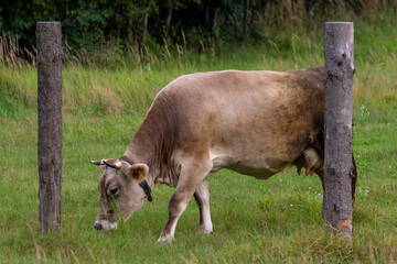Cows on a farm producing milk in a meadow. High quality photo
