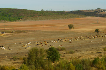 Fototapeta na wymiar Vacas pastando en los amplios campos de una granja tradicional