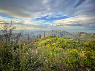 View from summit of Mt. Lemmon with wildflowers and burned trees, vertical image. 