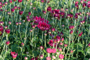 Background of chrysanthemum flowers close-up