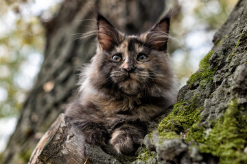 A big bright maine coon kitten sitting on a tree in forest on summer day.