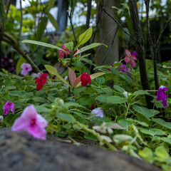 朝顔 morning glory
