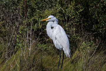 Great egret in marsh lands. Also known as the common egret, or great white egret or great white heron is a large, widely distributed egret.