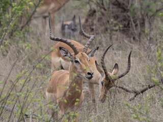 Antelopes in South Africa © Dustin Clusmann/Wirestock