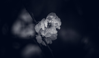 Springs go by