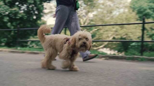 Labradoodle on a Walk in a City