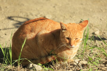 cat on the grass