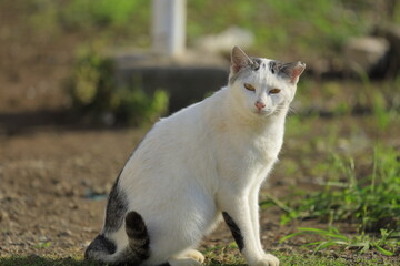 white cat on the fence