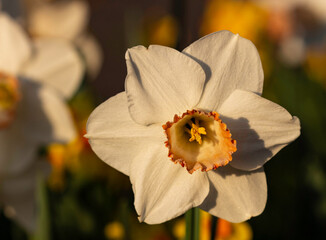 daffodil in the garden