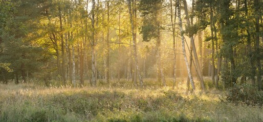 Mysterious northern evergreen forest in a fog. Mighty trees, plants, moss, fern. Soft light, sunbeams. Early autumn, Scandinavia. Nature, ecology, environmental conservation. Dream, fairytale themes