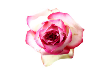 pink rose isolated on white ground love beautiful romantic bloom flower closeup macro