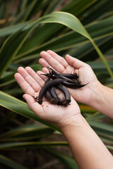 Close up of woman's hands holding New Zealand flax seed pods, Phormium Tenax