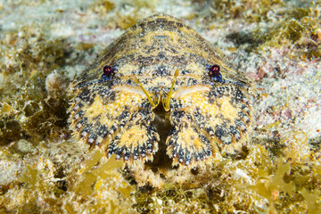 A slipper lobster shot out in the wild. These illusive creatures are also sometimes called Spanish lobsters and are only really found out on the reef after sunset