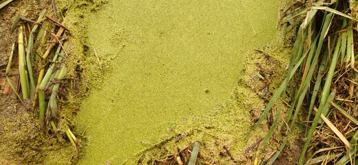 green moss on the sand
