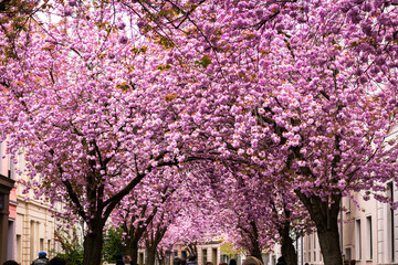 Floral tunnel of pink cherry blossoms at a park in Bonn, Germany during spring
