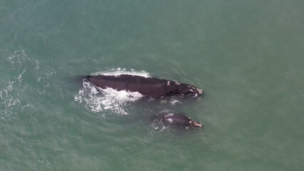 Naklejka premium Baleia-franca