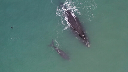 Naklejka premium Baleia