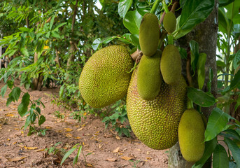 Raw jackfruit fruit is different on the tree.