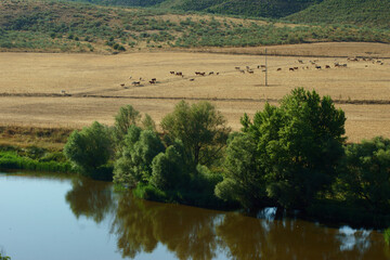Fototapeta na wymiar Vacas pastando en los amplios campos de una granja tradicional