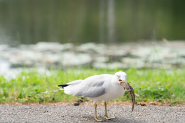 A Seagull trying to have a fish in Toronto Island Canada