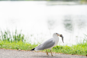 A Seagull trying to have a fish in Toronto Island Canada