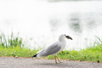 A Seagull trying to have a fish in Toronto Island Canada