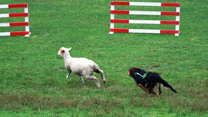 えこりん村のヒツジ