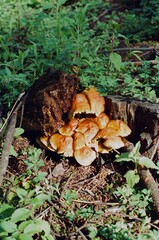 Mushrooms
