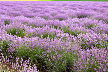 Naklejka premium Beautiful lavender field on summer day