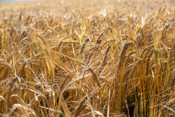 Closeup of Barley in a summer field,Wiltshire,England,UK.
