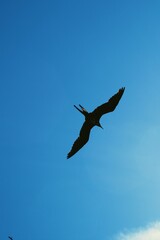 Seagull Flying