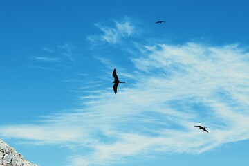 Seagull Flying