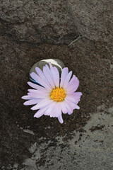 Simple Zen flower on stone and flowing water. 