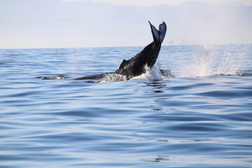 Fototapeta premium pelican in flight