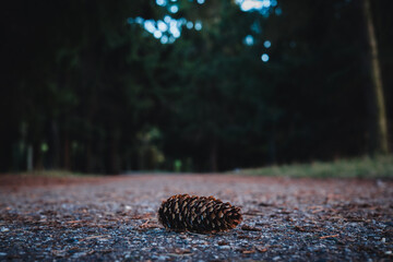 Spruce cone lying on the road inside pine forest © PiTeRoVs