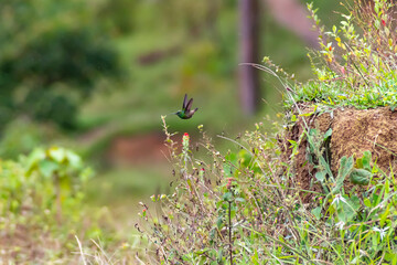 Hummingbird flight in tropical forest