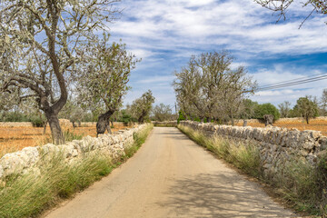 Rural Mallorca in late summer-8742