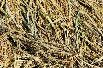 収穫して干した稲穂