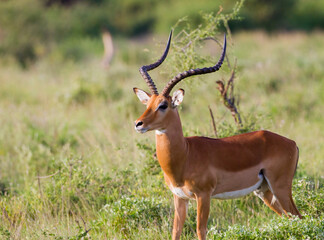 A male Impala. taken in Kenya